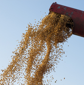Animal Feed