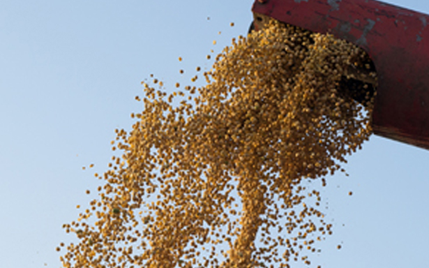 Animal Feed Raw Materials